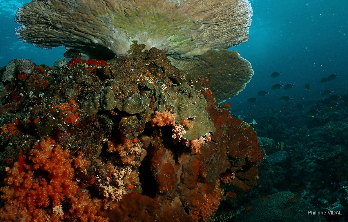 Bali 2016 - Corail - IMG_6022_rc.jpg